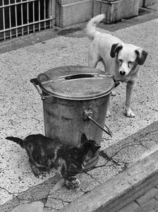361102 Afbeelding van een hond en een kat bij een Utrechtse vuilnisemmer.